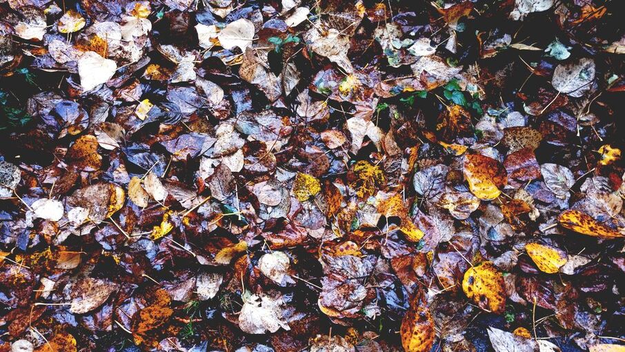 Pile of fallen leaves